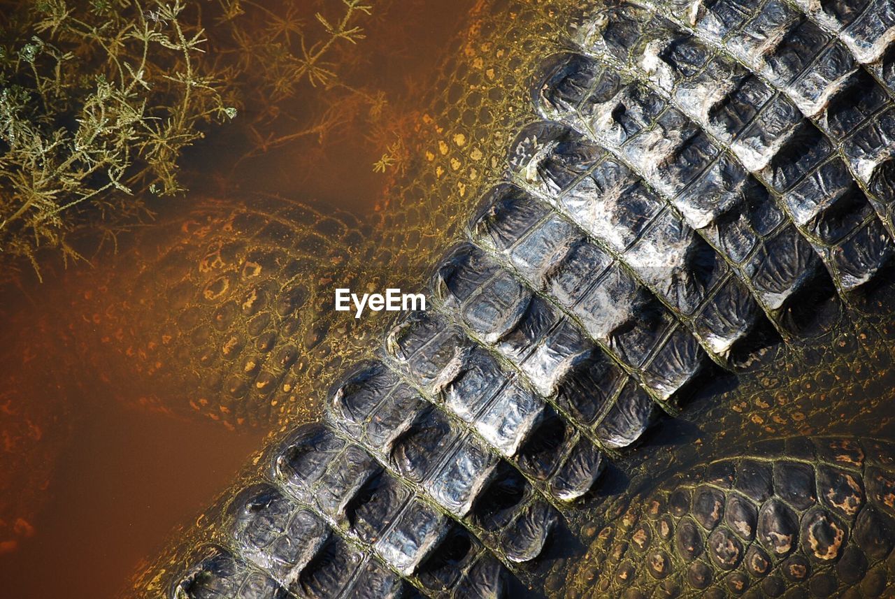 Close-up of crocodile