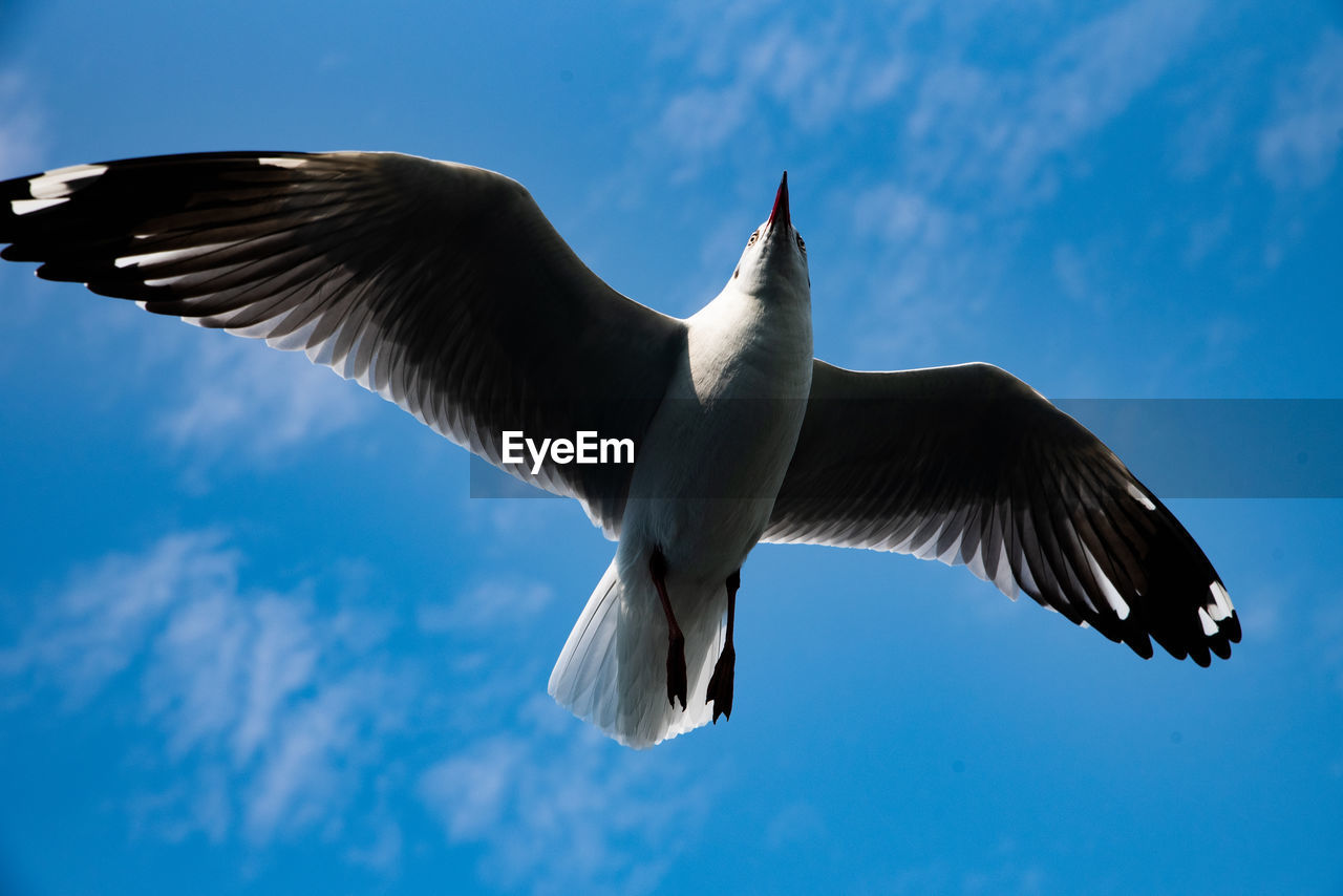 Low angle view of seagull flying