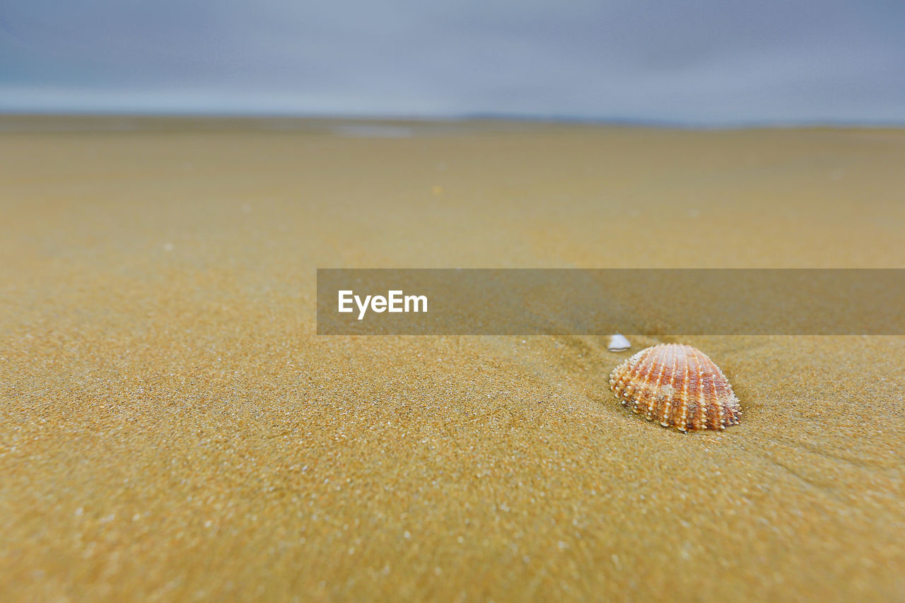 SURFACE LEVEL OF SHELLS ON BEACH