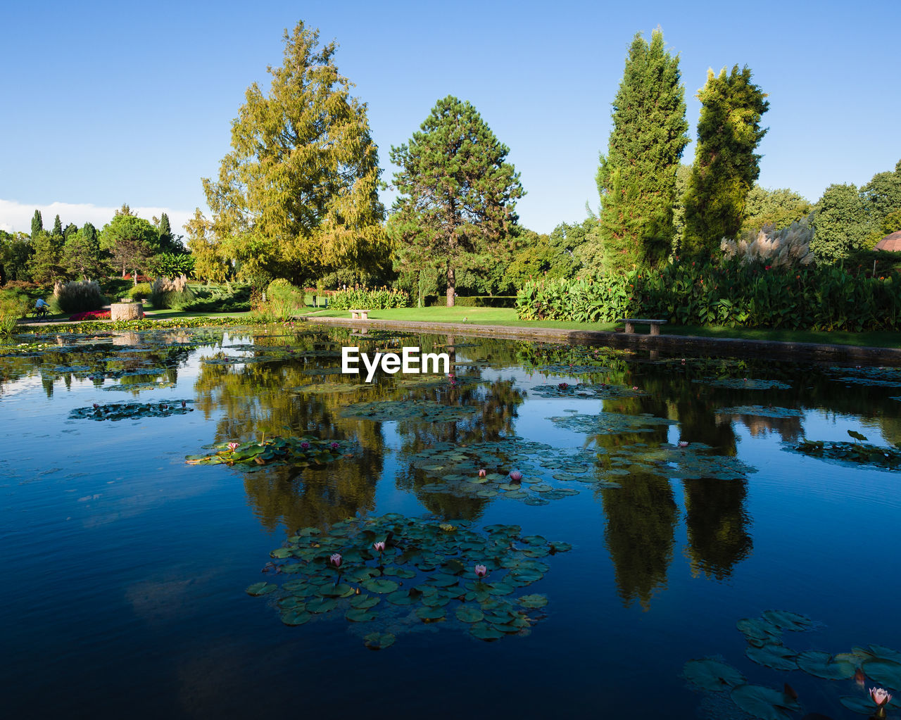 REFLECTION OF TREES IN LAKE AGAINST CLEAR SKY