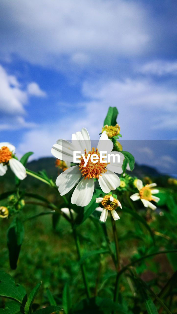 Close-up of flowering plant against sky