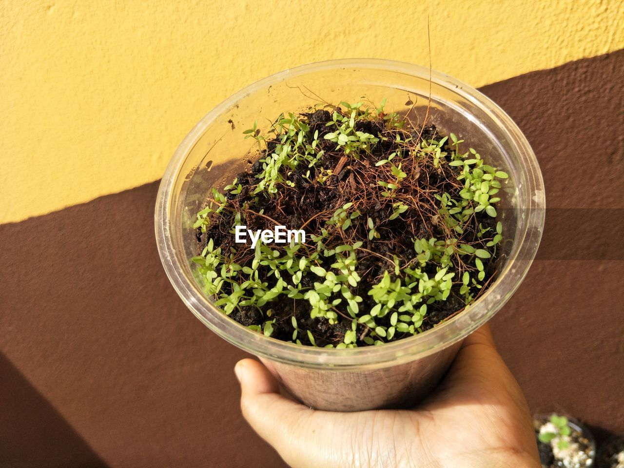 HIGH ANGLE VIEW OF HAND HOLDING POTTED PLANT