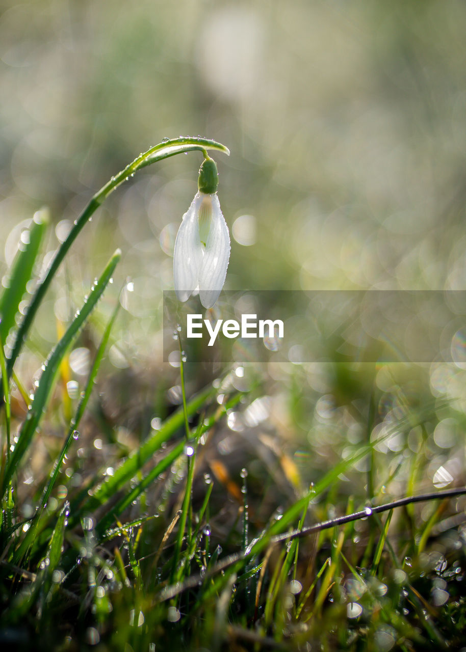 green, plant, nature, drop, wet, grass, leaf, water, flower, dew, beauty in nature, moisture, freshness, growth, macro photography, sunlight, close-up, fragility, selective focus, no people, environment, rain, springtime, flowering plant, outdoors, branch, summer, land, tranquility, meadow, day, plain, defocused, focus on foreground, social issues, field, tree, raindrop