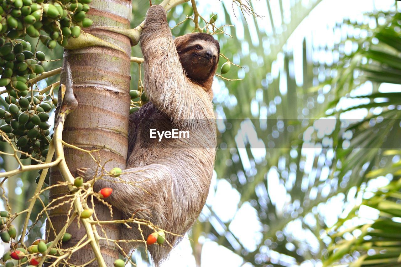 Low angle view of sloth on tree