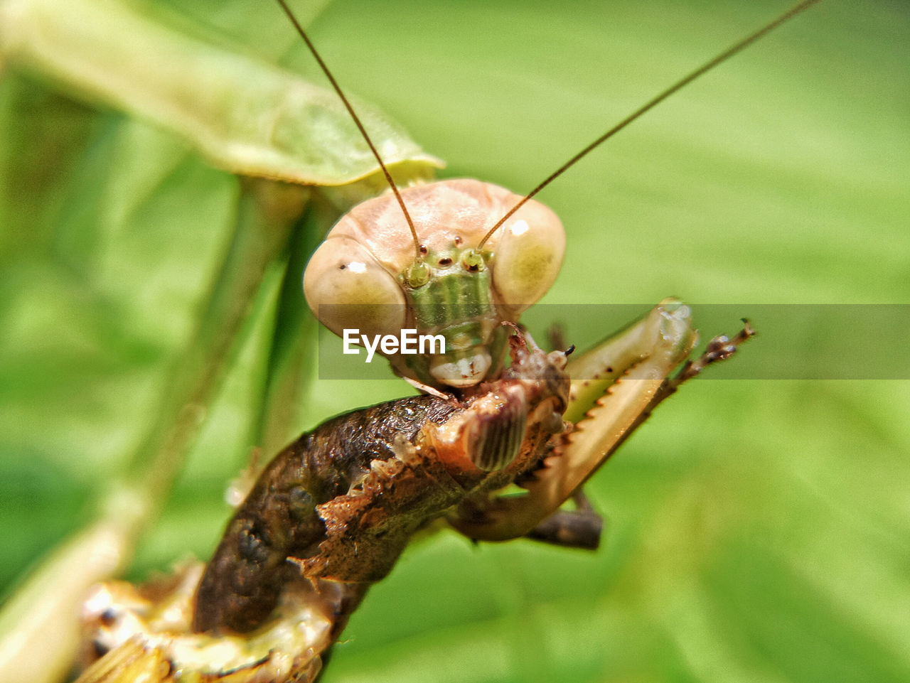 CLOSE-UP OF GRASSHOPPER ON LEAF