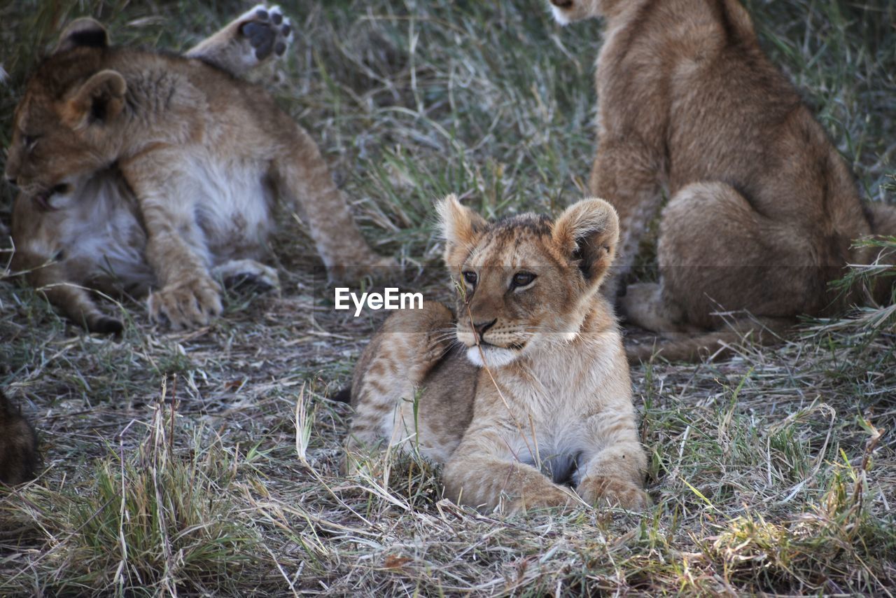 Lion pubs playing and resting