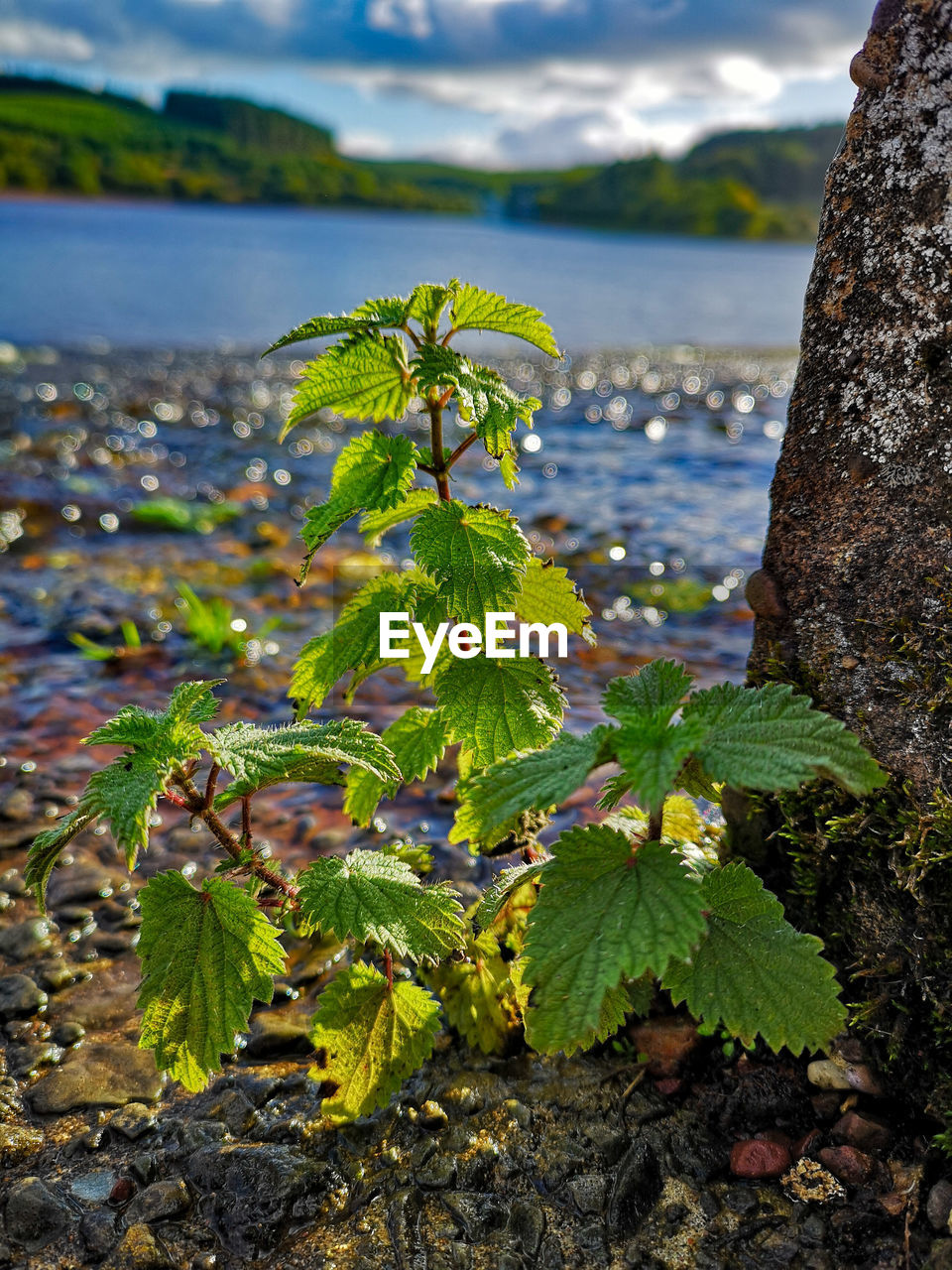 CLOSE-UP OF PLANT AGAINST SEA