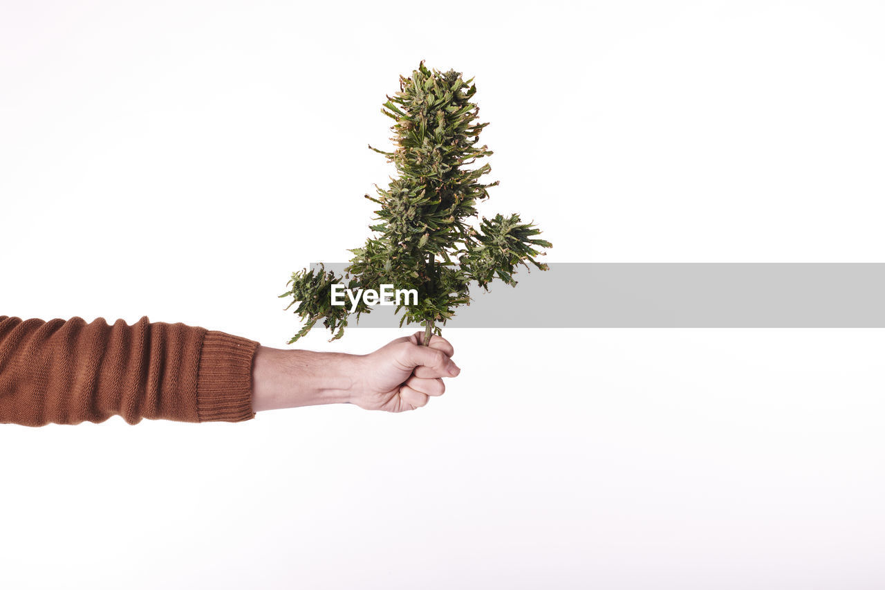 A man's hand holding a cut marijuana plant on white background