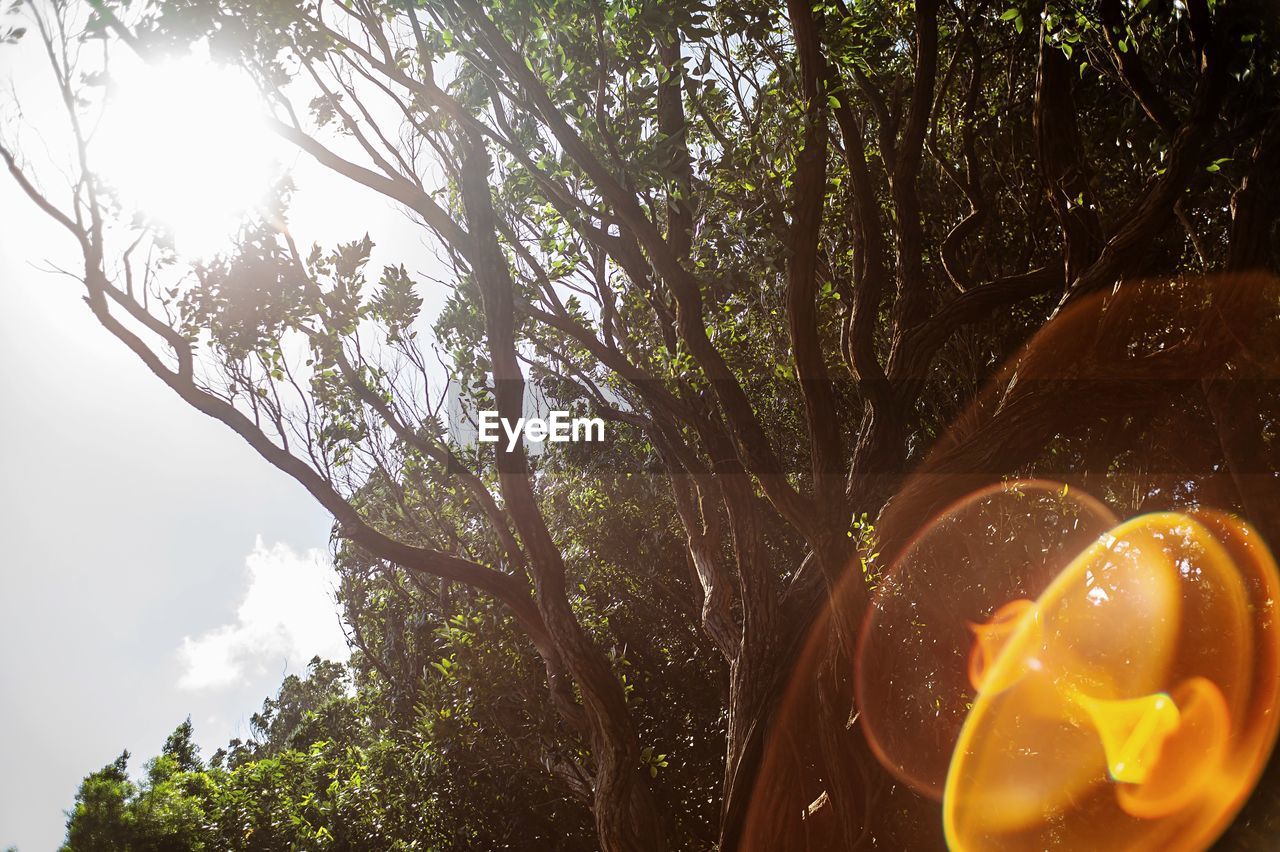 LOW ANGLE VIEW OF FRUIT TREE AGAINST SKY