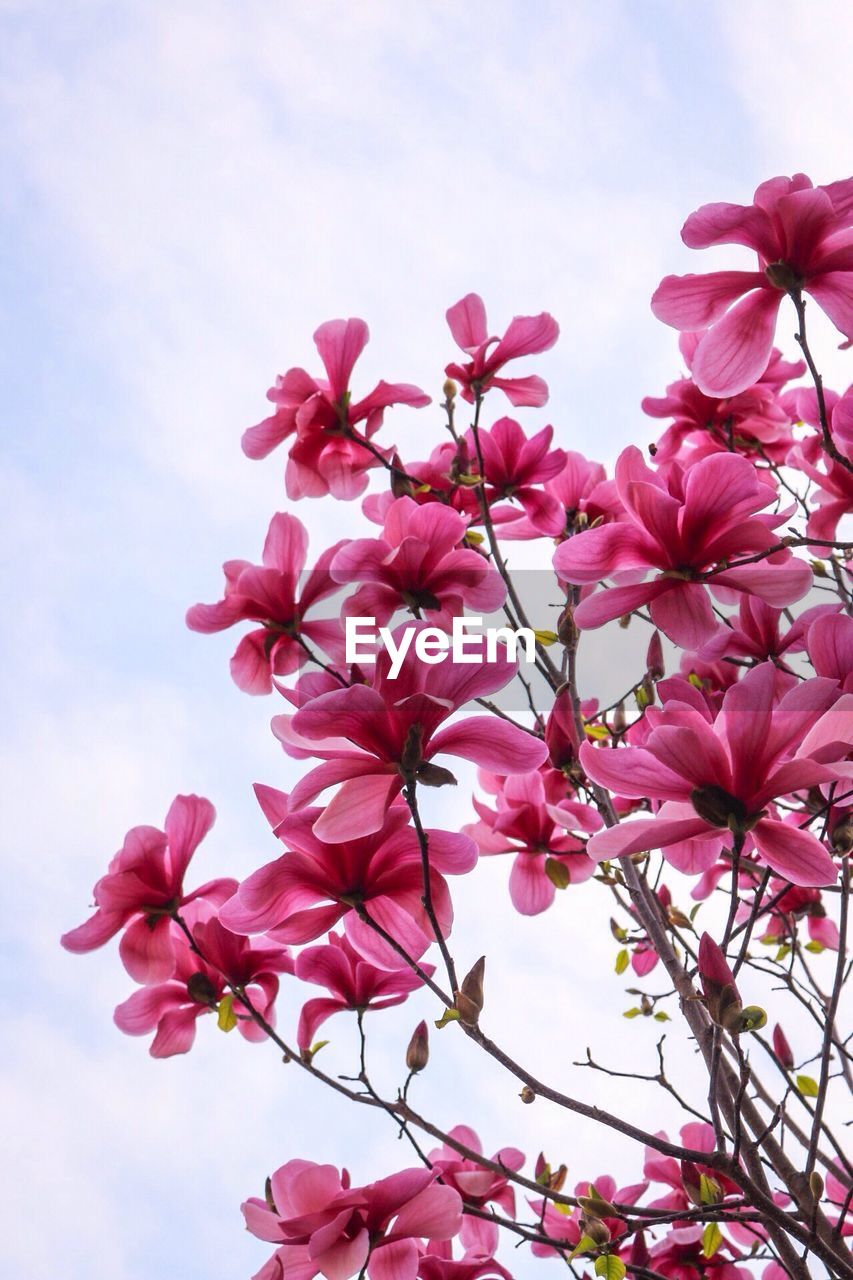 LOW ANGLE VIEW OF PINK FLOWERS BLOOMING AGAINST SKY