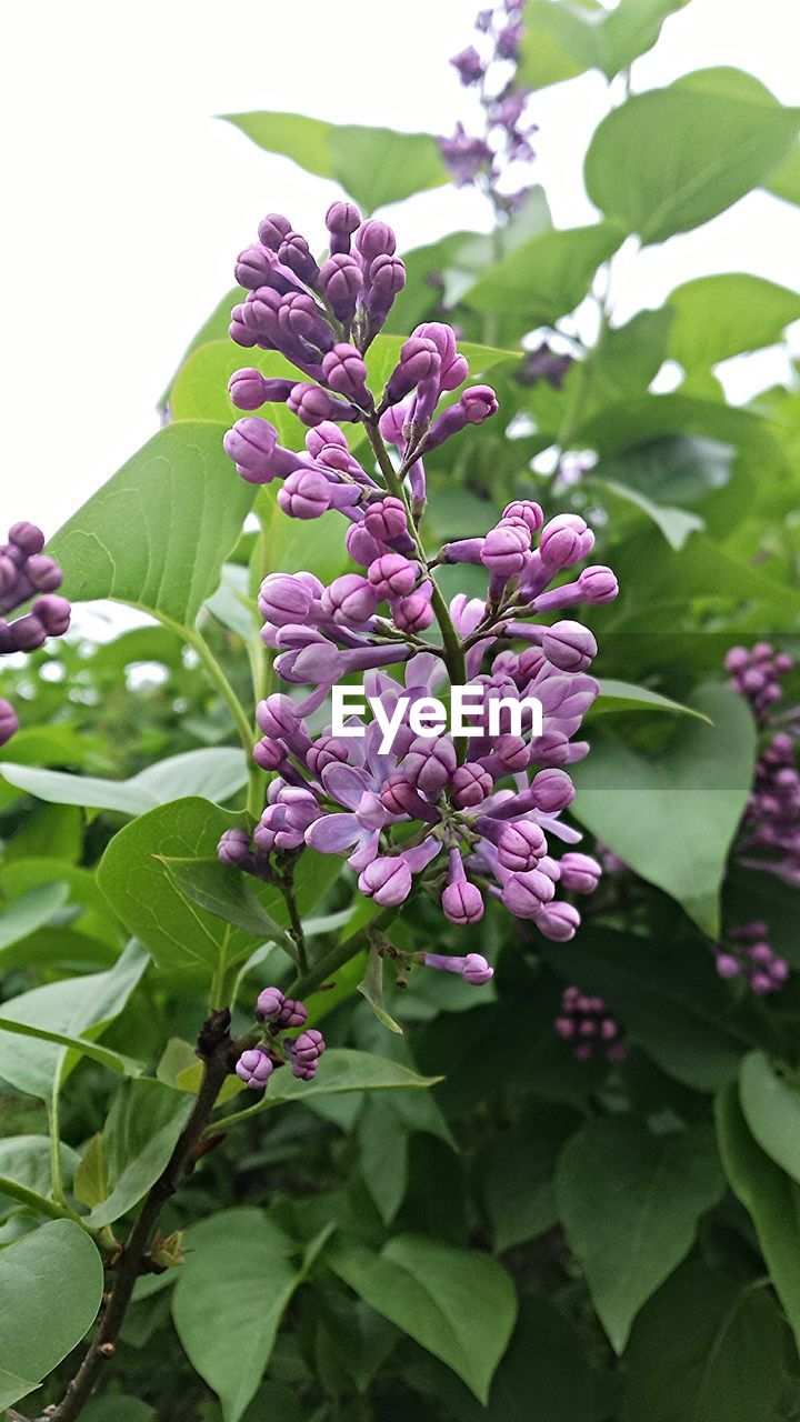 plant, flower, flowering plant, lilac, plant part, leaf, beauty in nature, freshness, nature, purple, growth, fragility, close-up, pink, green, blossom, no people, flower head, botany, inflorescence, petal, springtime, outdoors, food and drink, food, day, garden, healthy eating, summer
