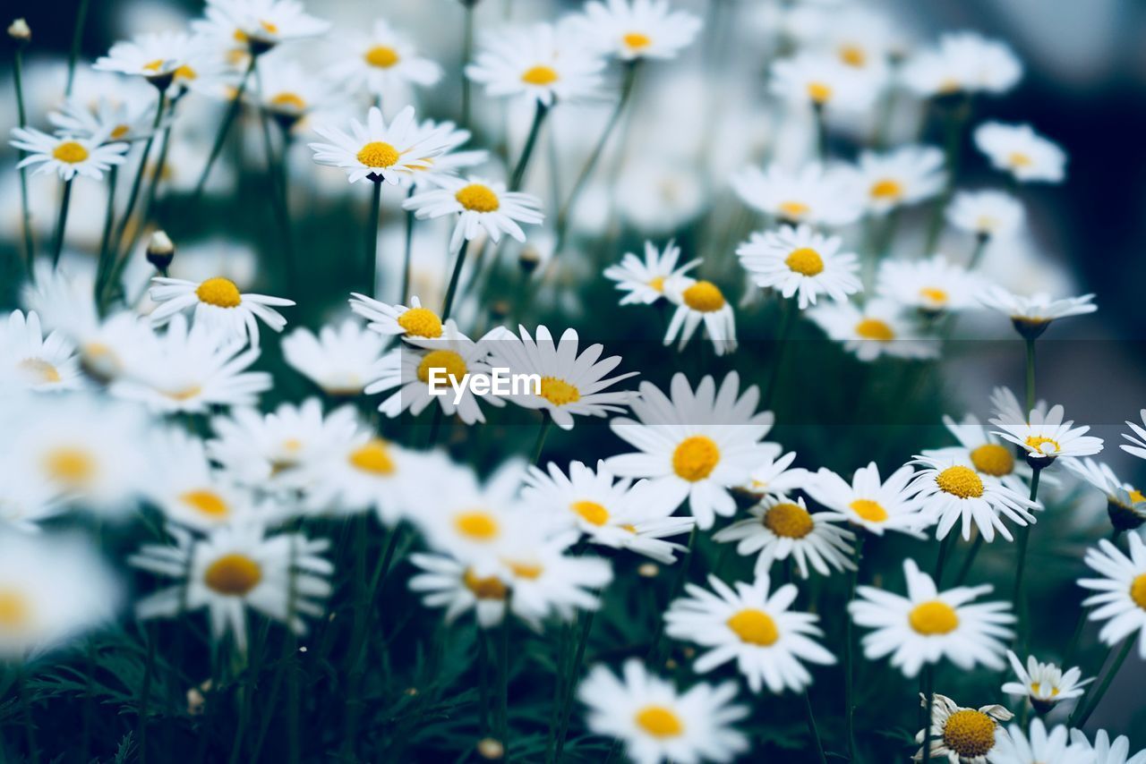 Close-up of daisies on field