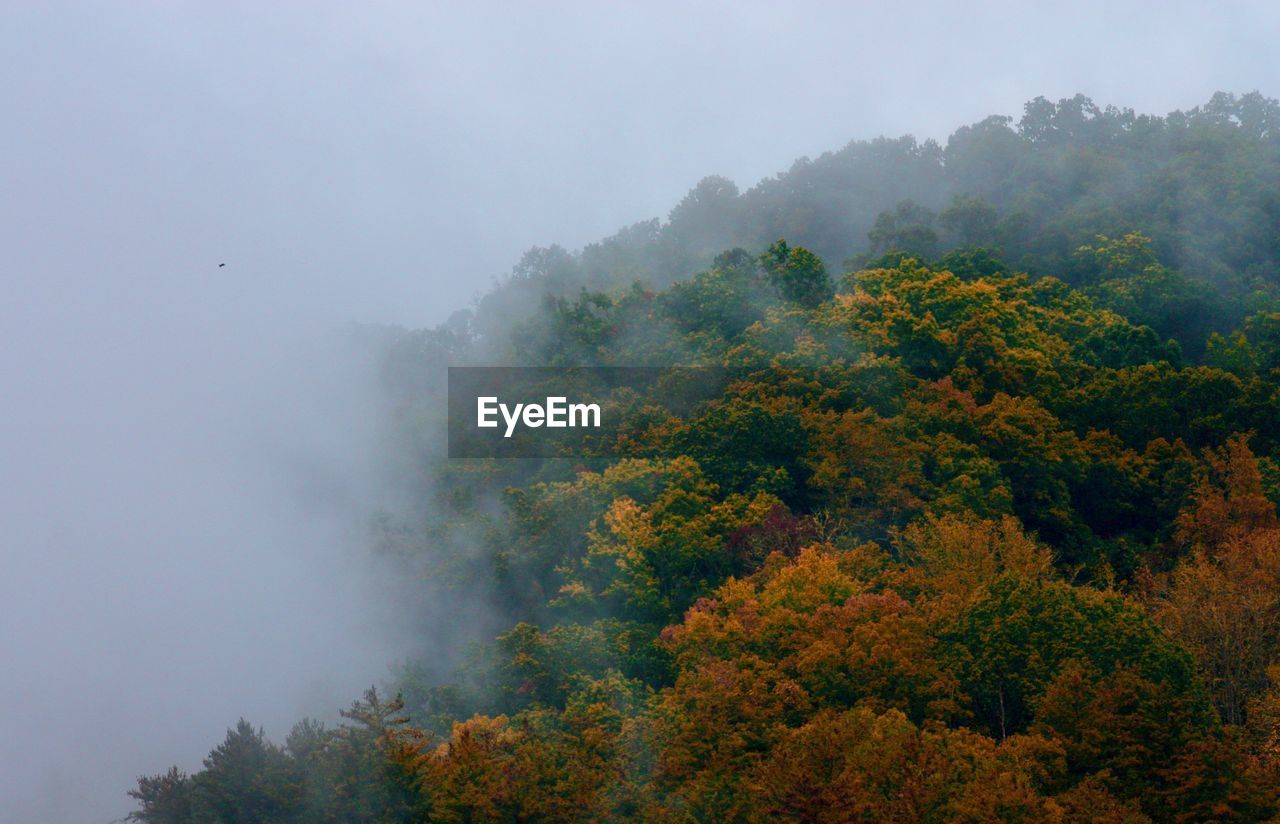SCENIC VIEW OF FOREST AGAINST SKY DURING FOGGY WEATHER