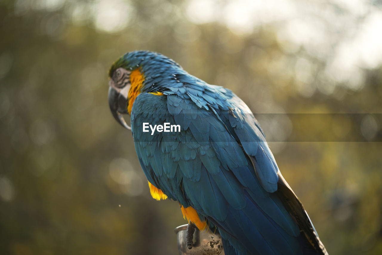 The blue and yellow macaw eating a nut in the zoo.