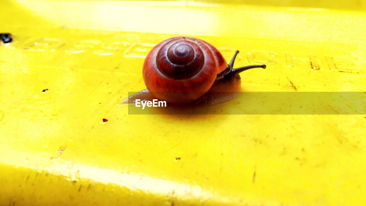 CLOSE-UP OF SNAIL ON WHITE SURFACE