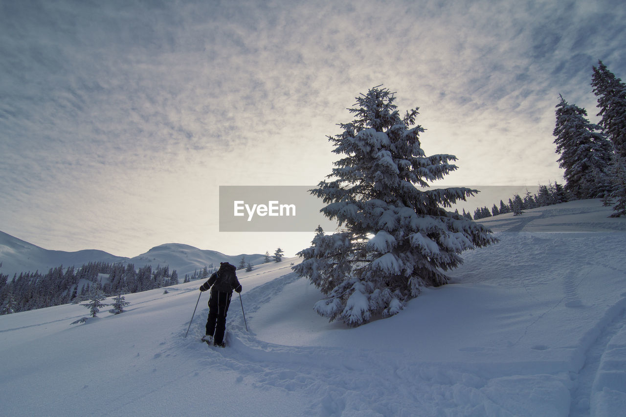 Skier bypassing conifer landscape photo