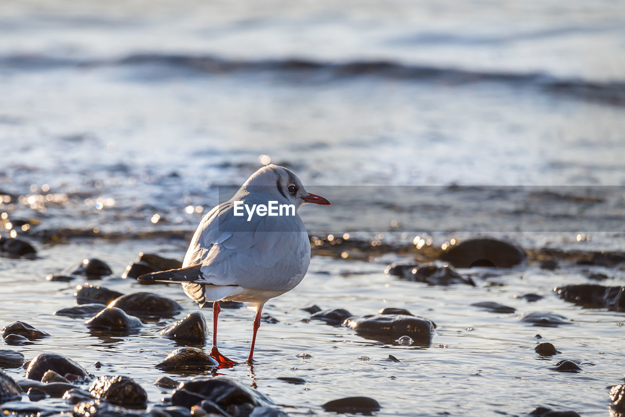 CLOSE-UP OF SEAGULL ON ROCK