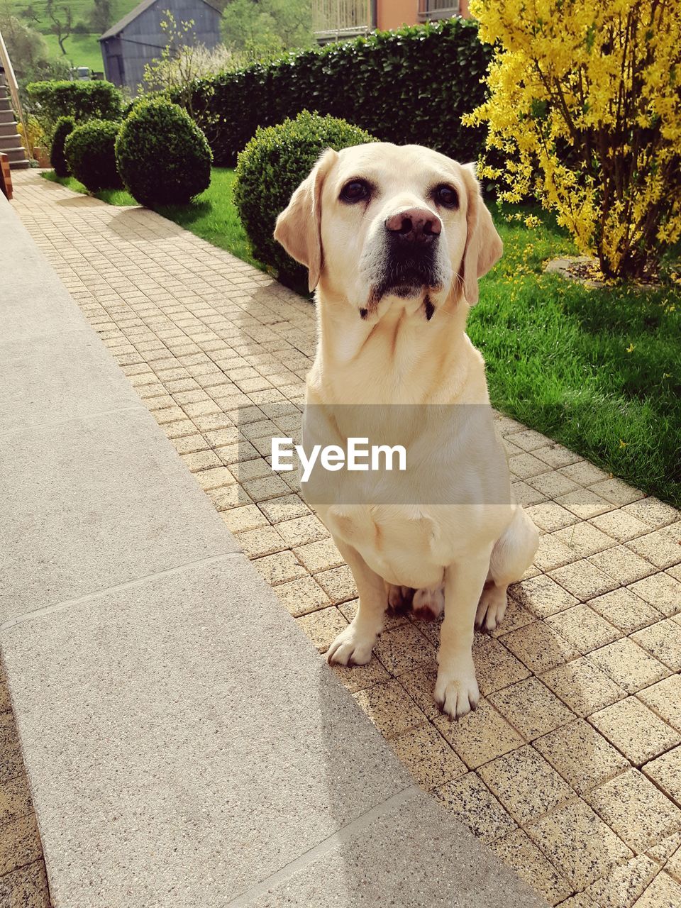 PORTRAIT OF DOG ON FOOTPATH