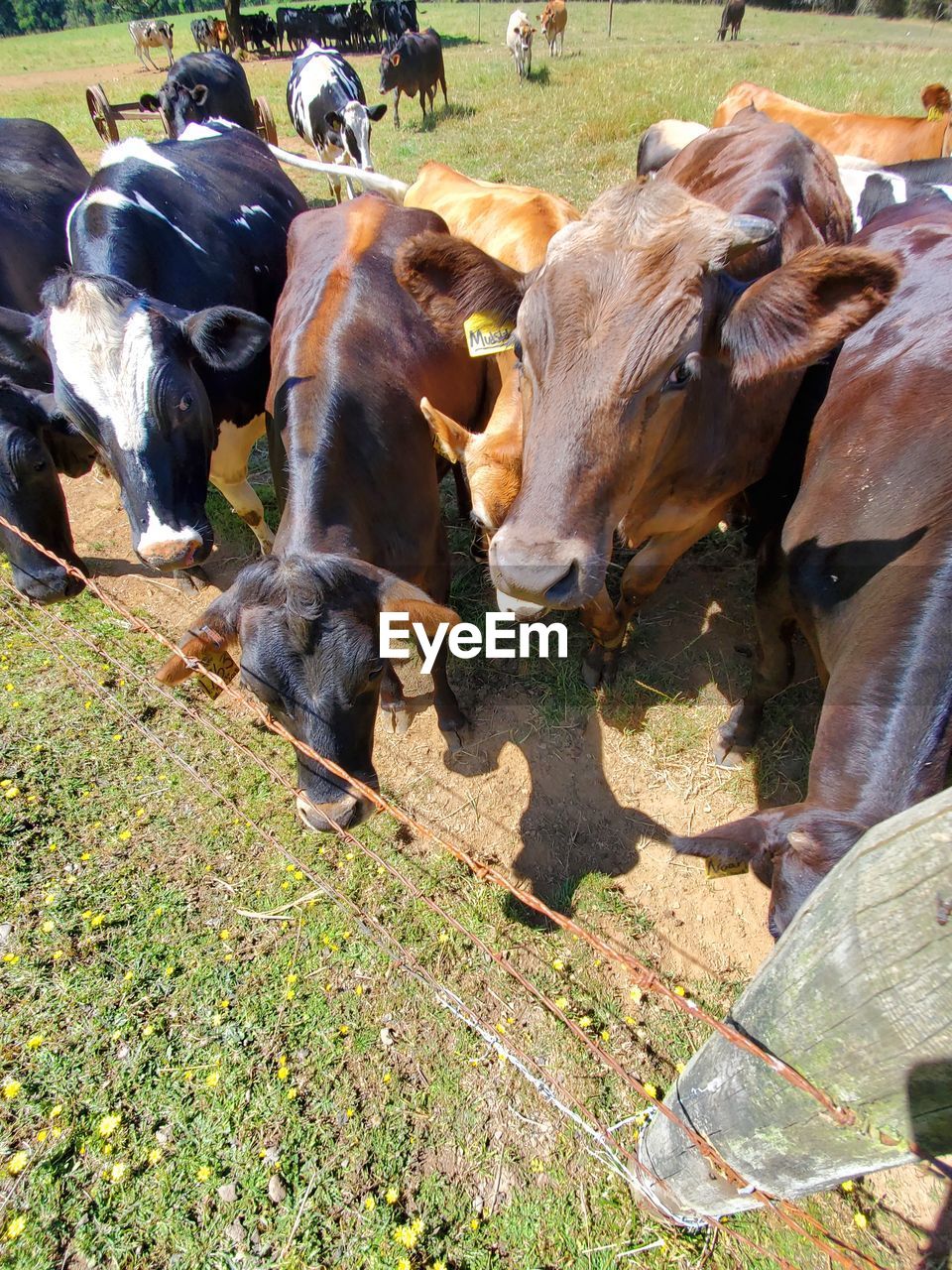 COWS IN FIELD