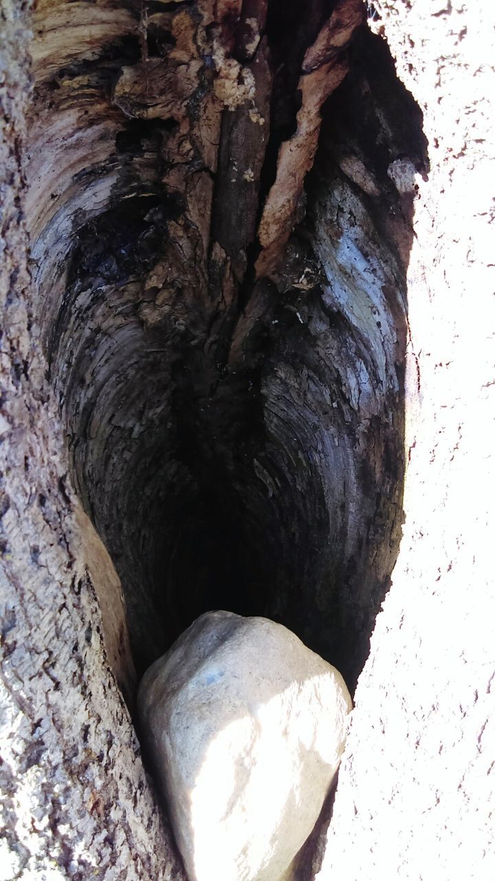 CLOSE-UP OF TREE TRUNK ON WOOD