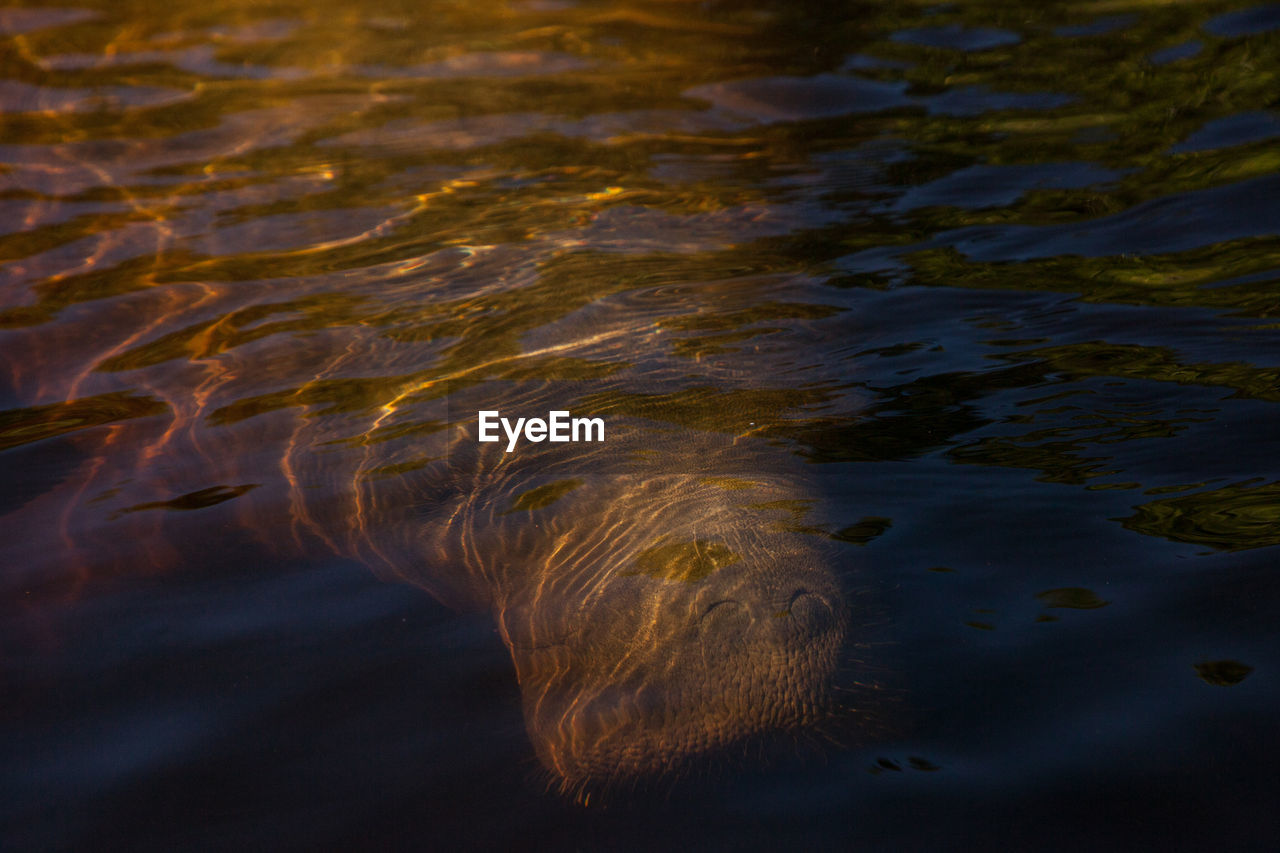 reflection, water, wave, sunlight, sea, no people, nature, ocean, sunset, motion, rippled, beauty in nature, light, outdoors, leaf, darkness, animal, animal themes, evening, tranquility, blue, animal wildlife, day, environment