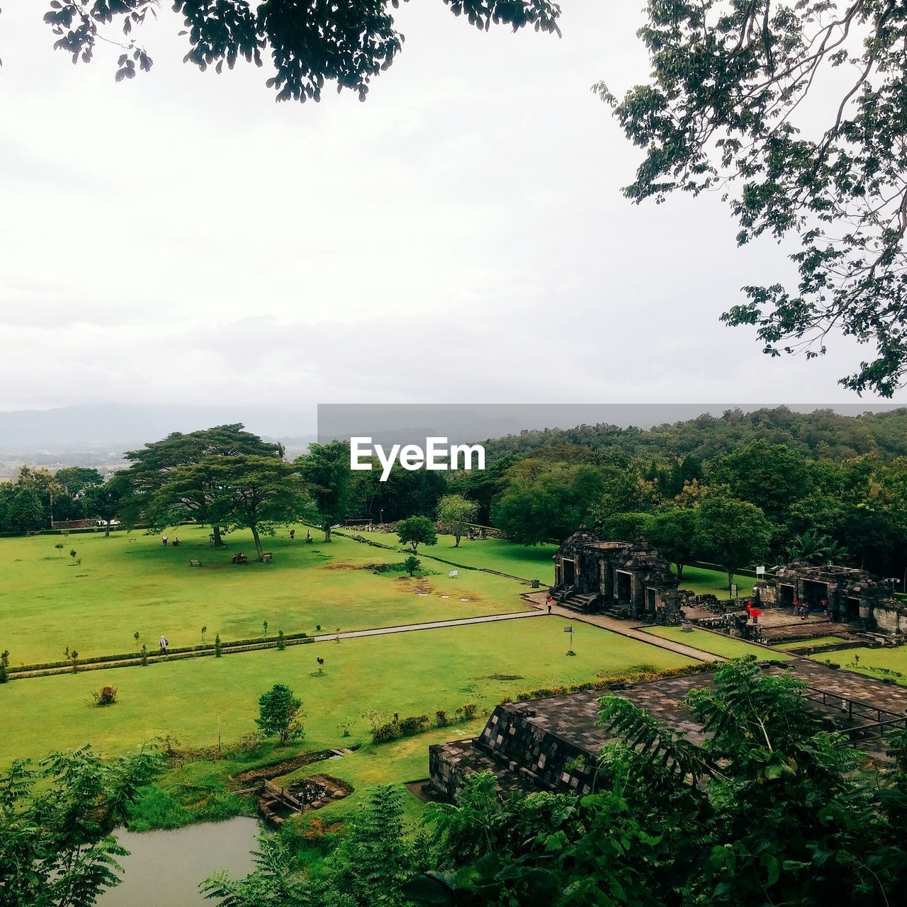 SCENIC VIEW OF TREES AND SKY