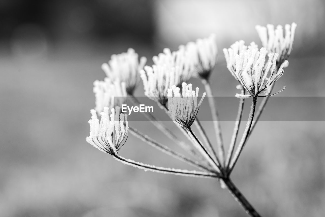 Close-up of frosted fower