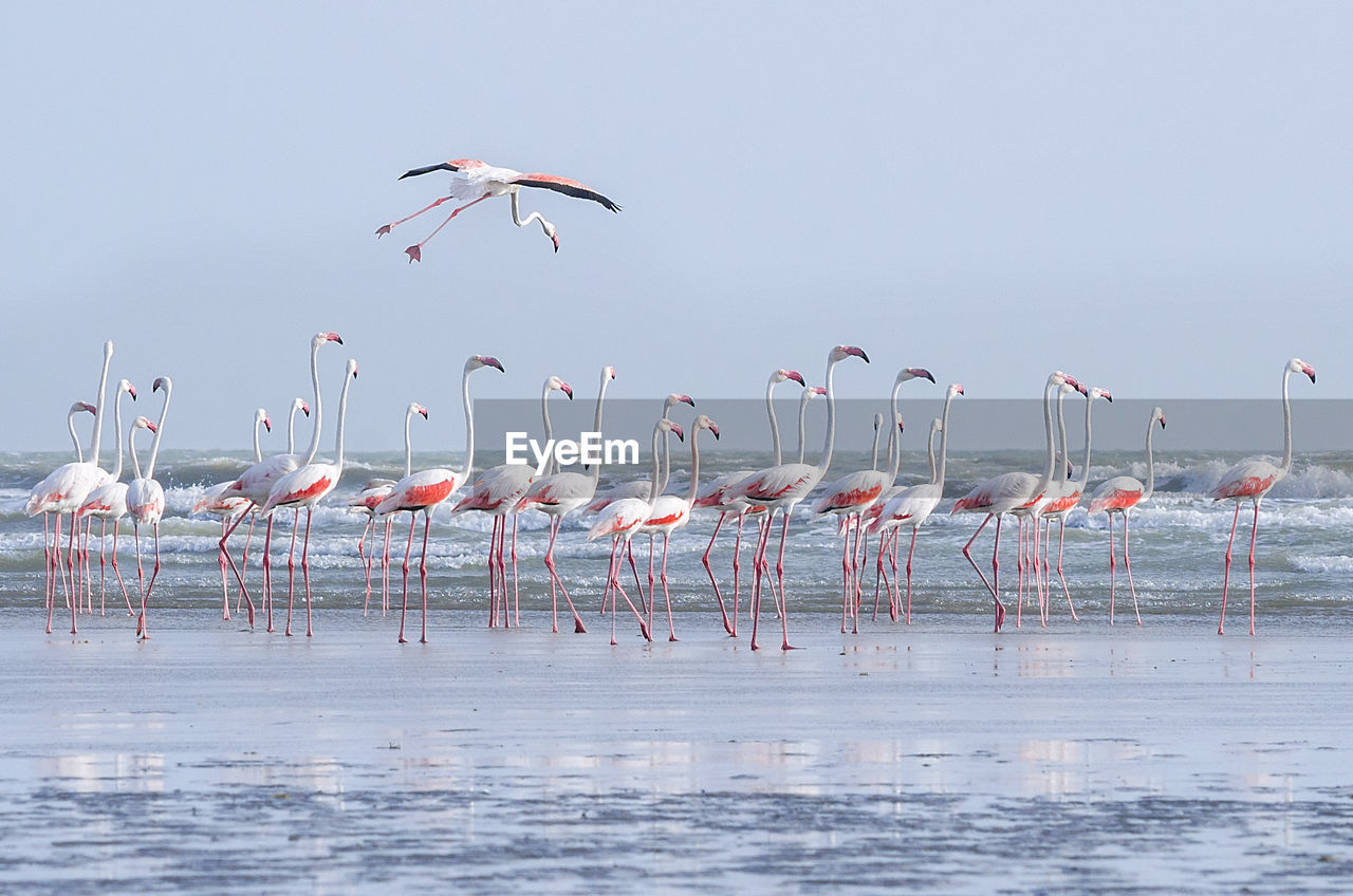 Flamingoes at sea against sky