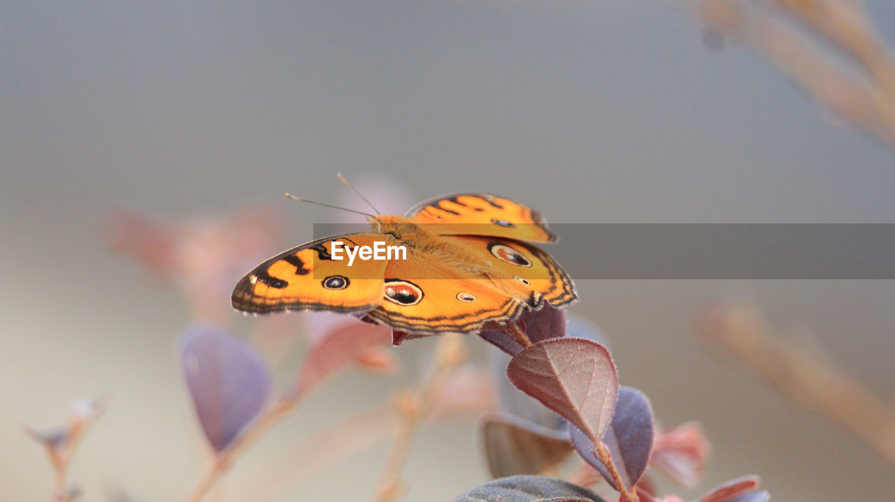 Close-up of butterfly pollinating on flower