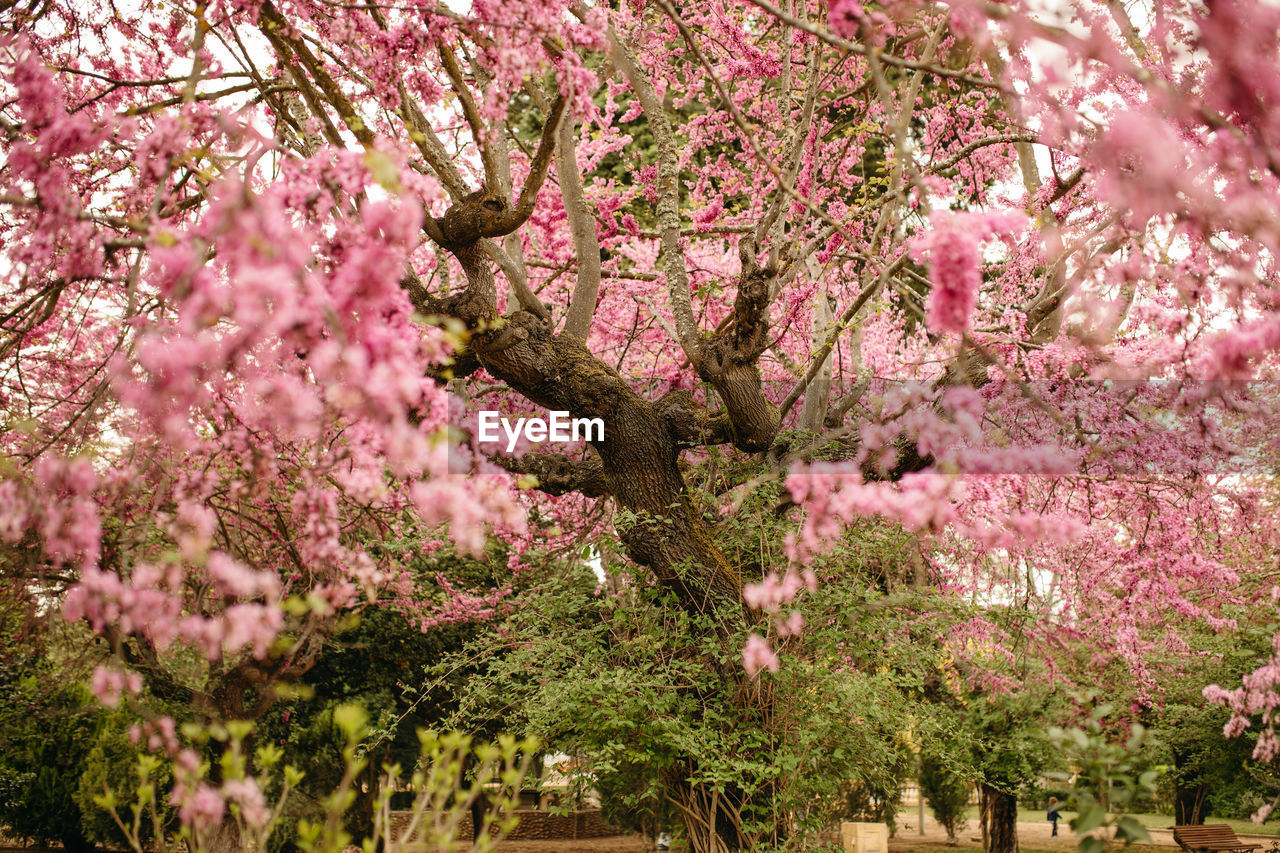 CLOSE-UP OF PINK CHERRY BLOSSOM TREE IN BLOOM