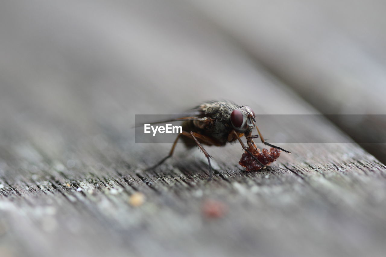 Close-up of housefly feeding on table