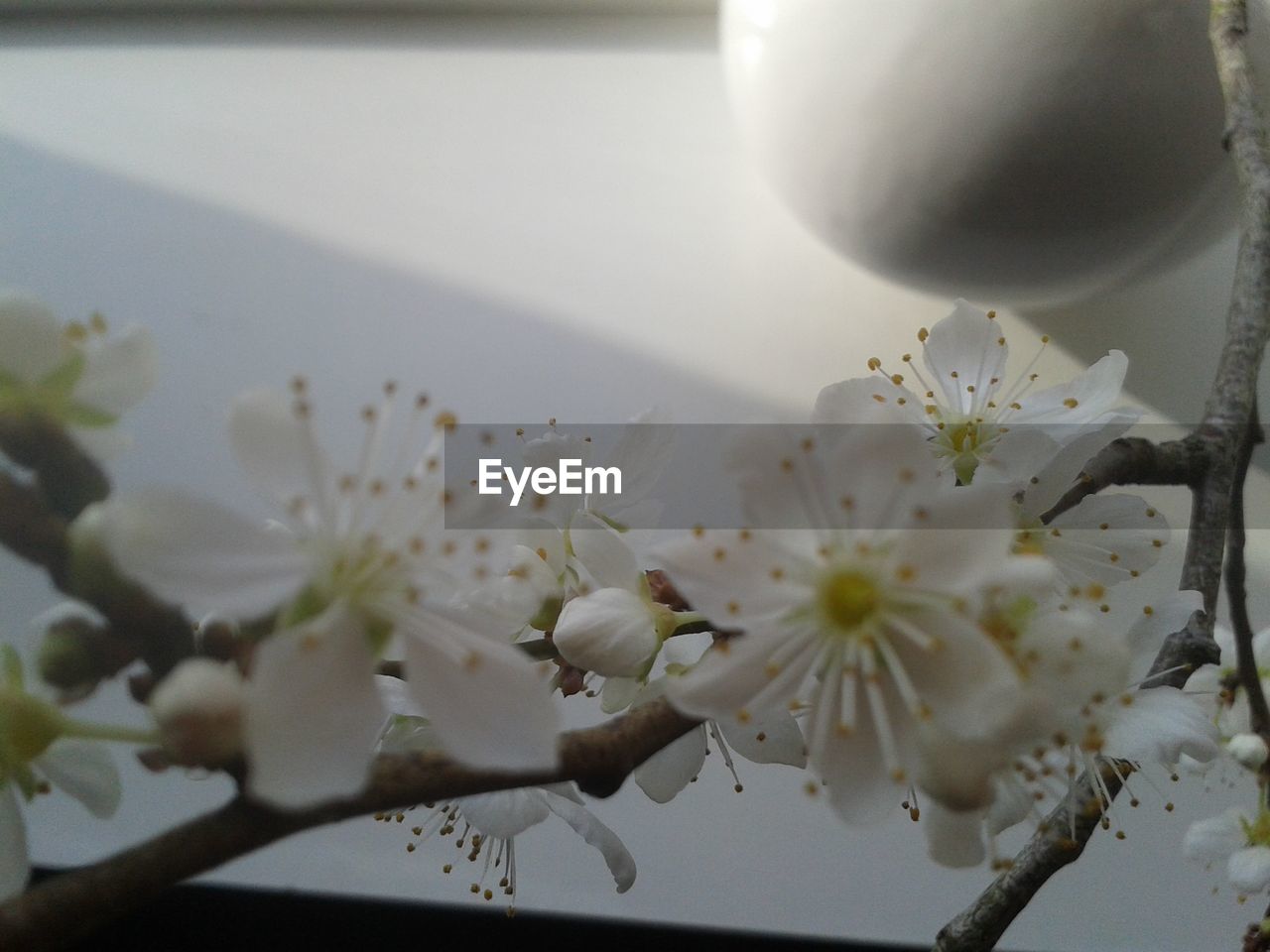 Close-up of flowers in vase