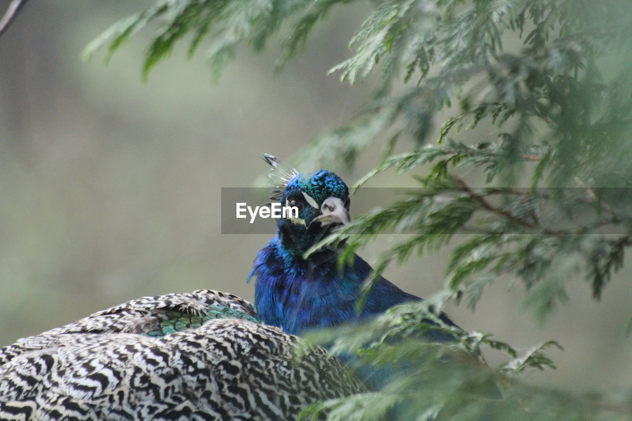 CLOSE-UP OF PEACOCK