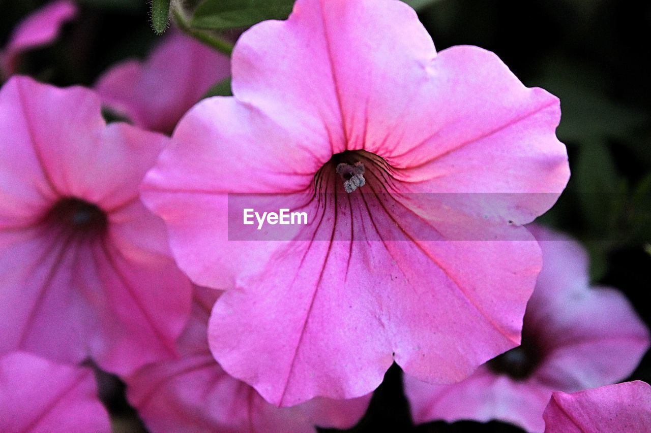 Close-up of pink flowers