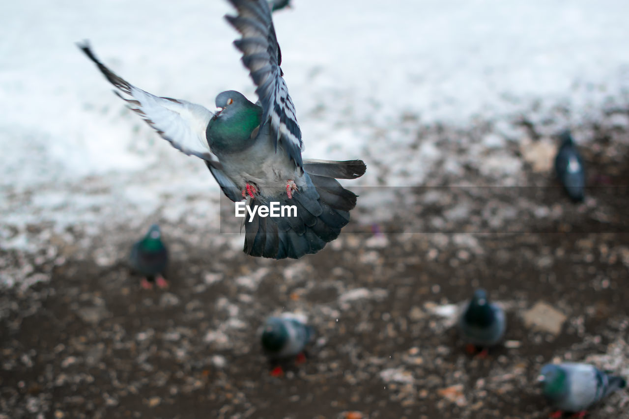 Close-up of bird flying