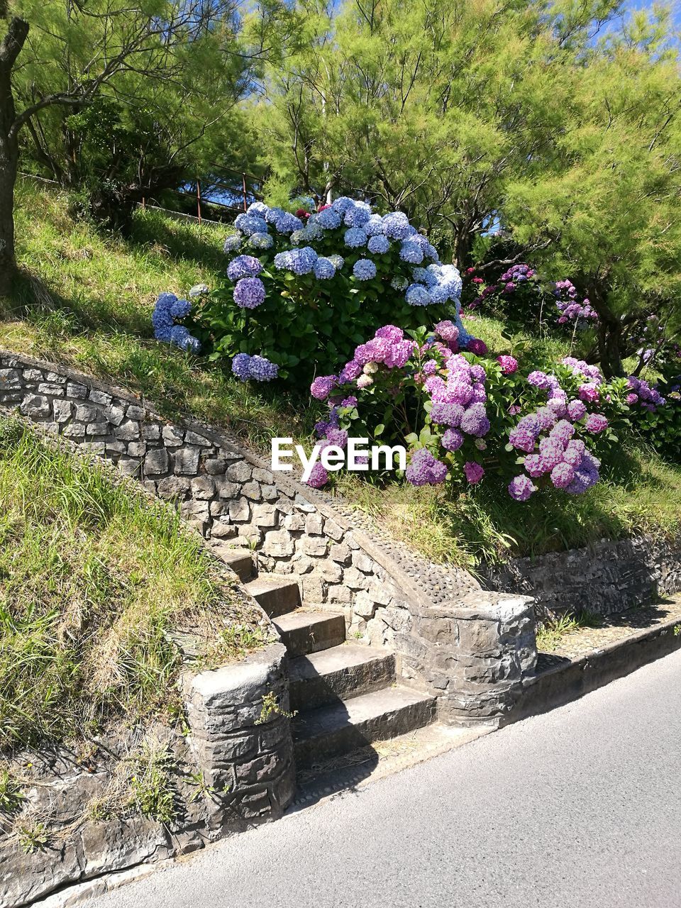 FLOWERS GROWING BY TREE