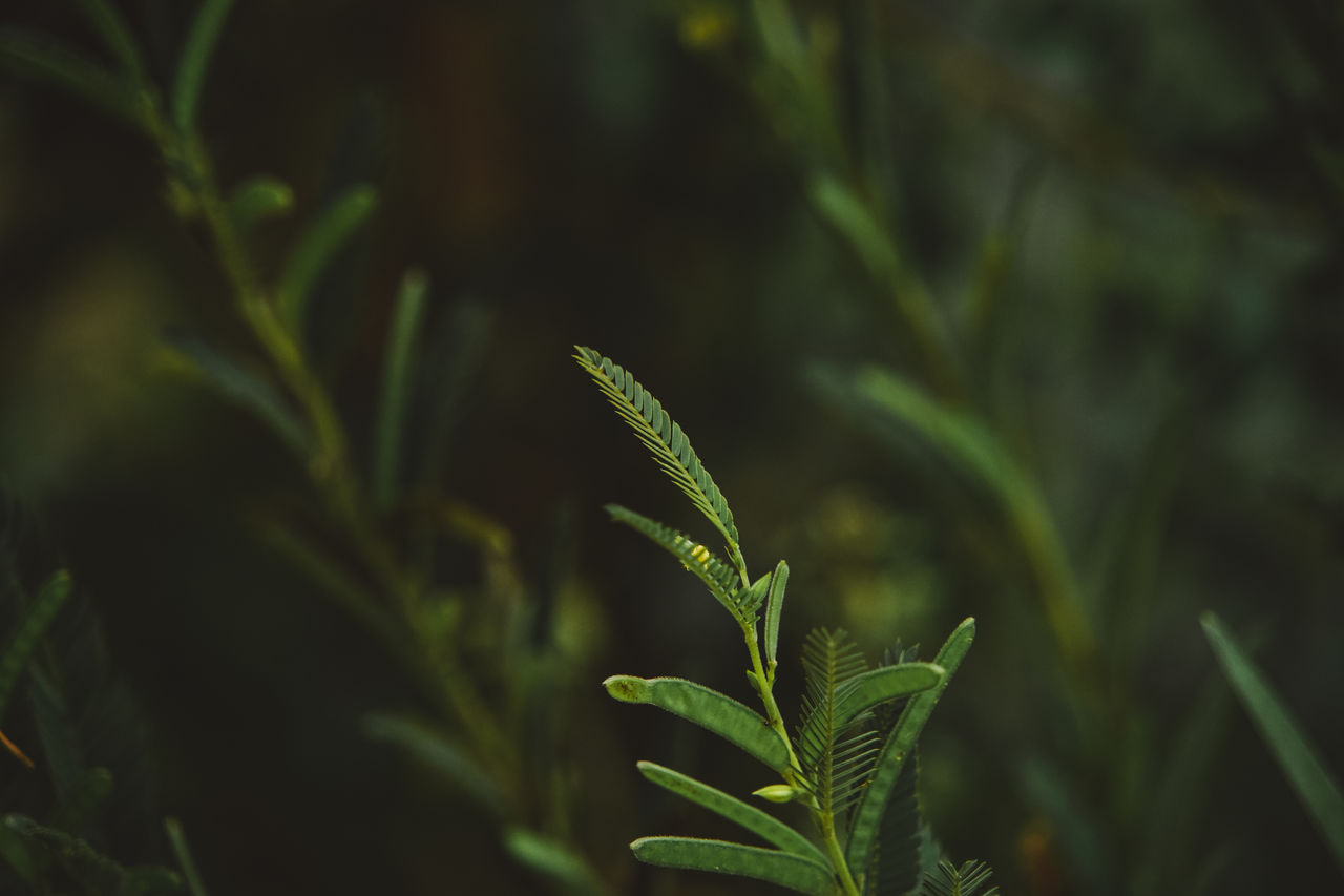 CLOSE-UP OF FRESH GREEN LEAVES ON FIELD