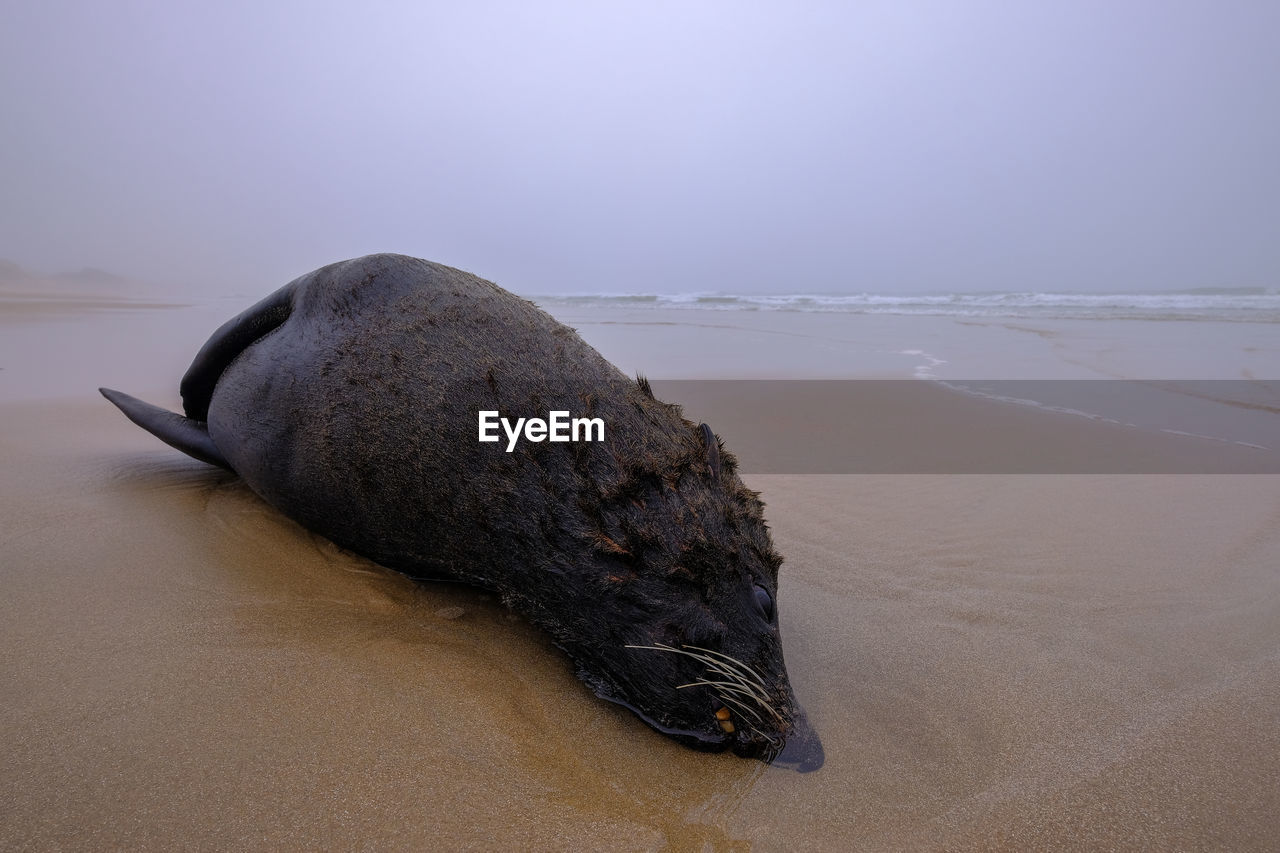 DRIFTWOOD ON BEACH