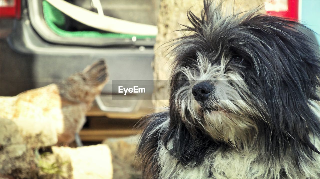 Close-up of hairy dog looking away