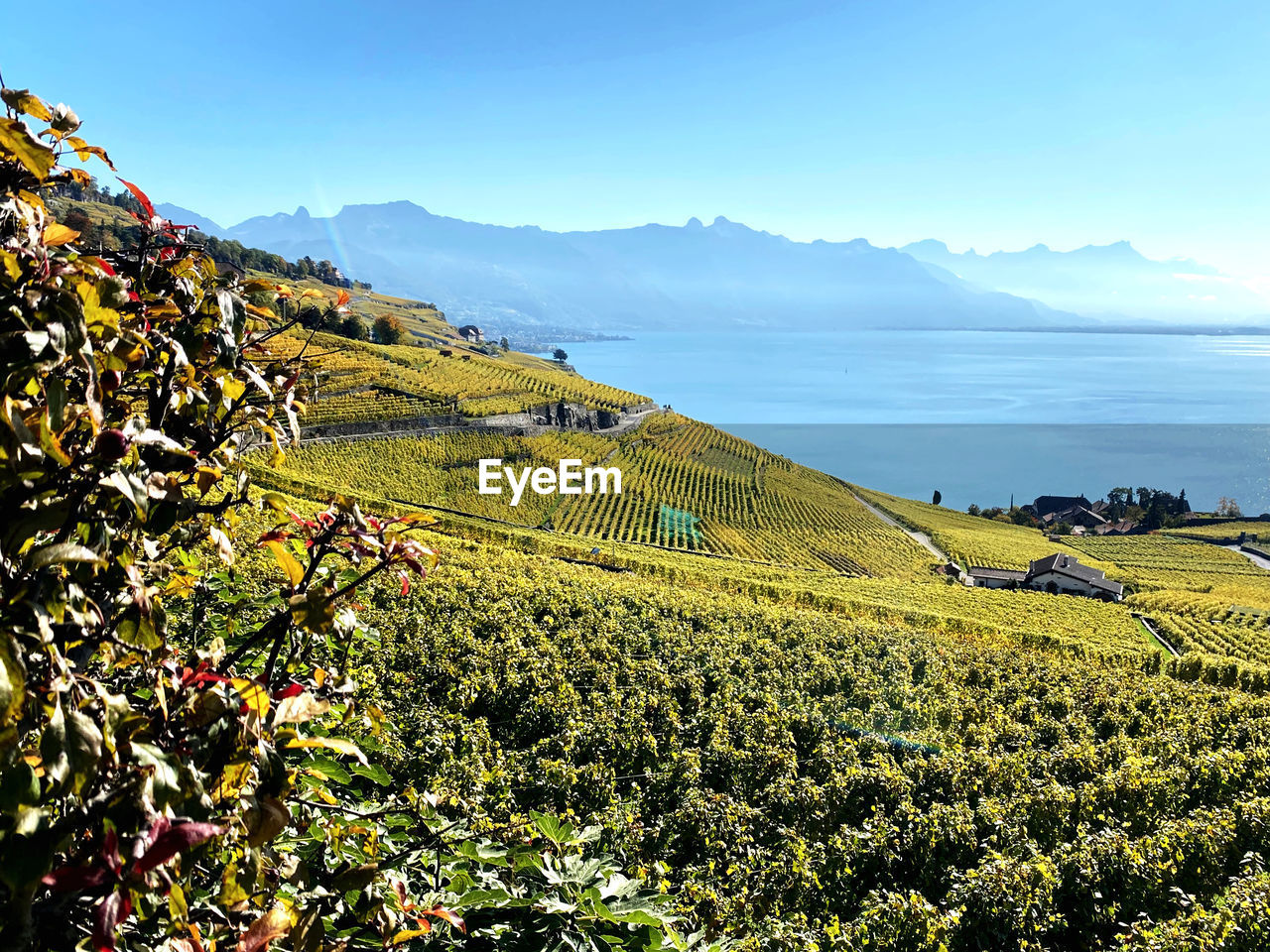 SCENIC VIEW OF AGRICULTURAL FIELD