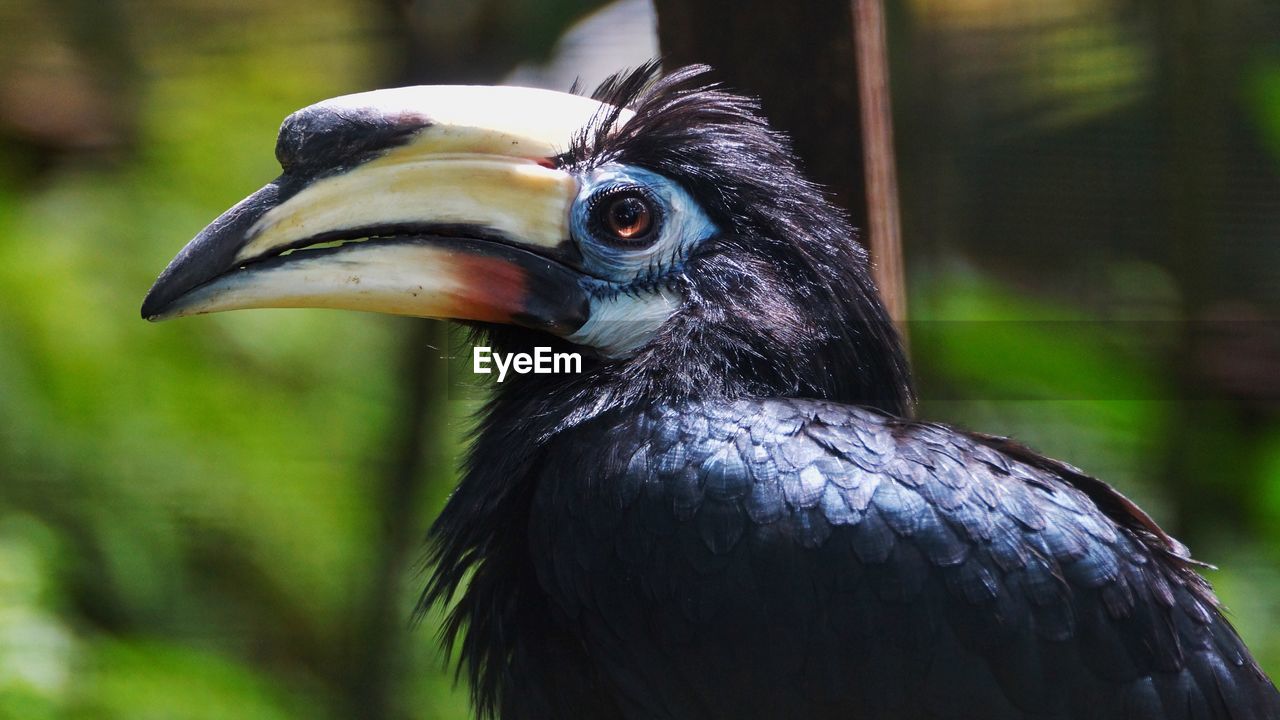 Close-up portrait of bird