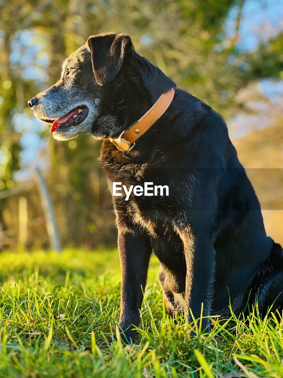 Black dog on grassy field