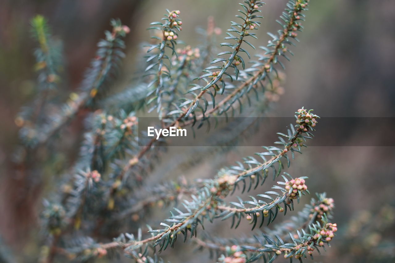 CLOSE-UP OF FRESH PLANT WITH TREE