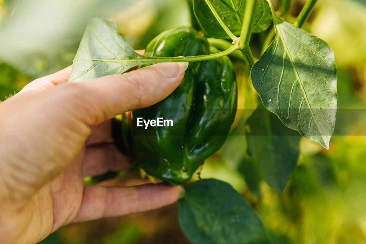 CLOSE-UP OF HAND HOLDING FRESH LEAVES