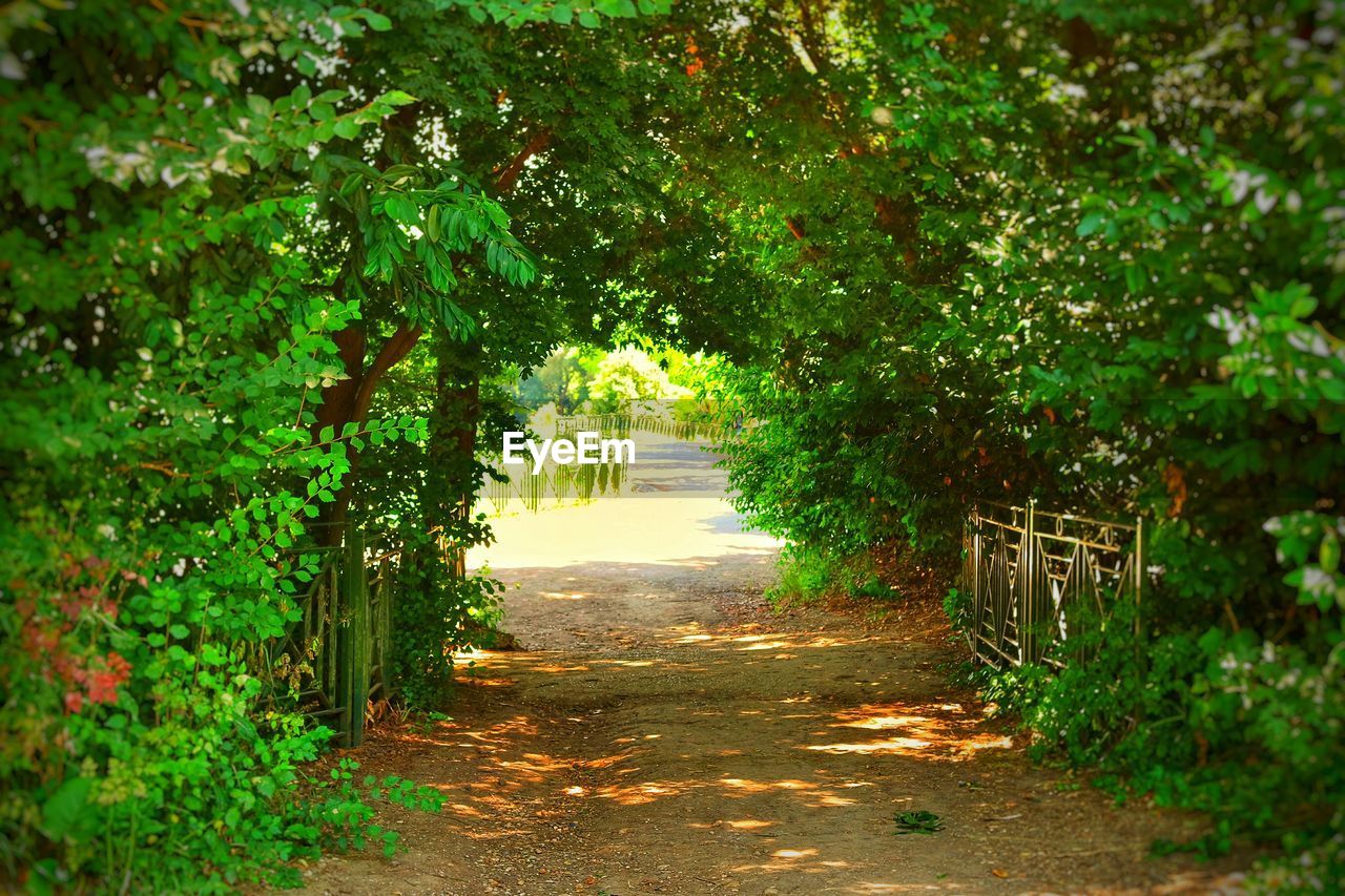 Footpath amidst trees in park