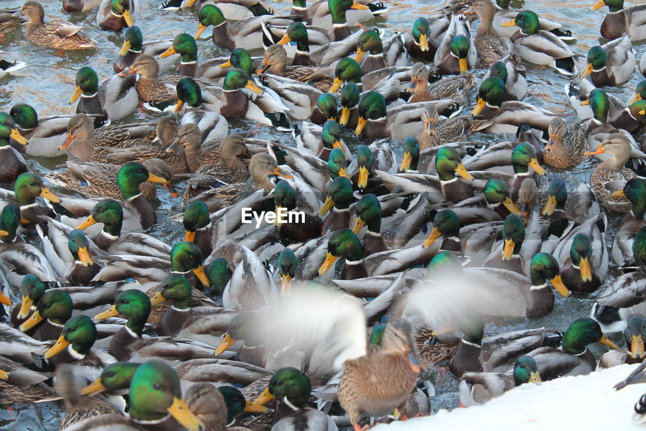 High angle view of birds