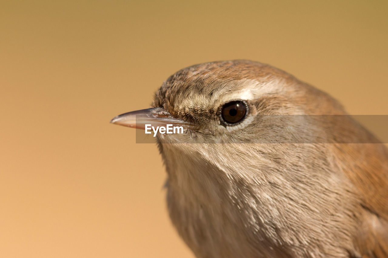 CLOSE-UP OF A BIRD