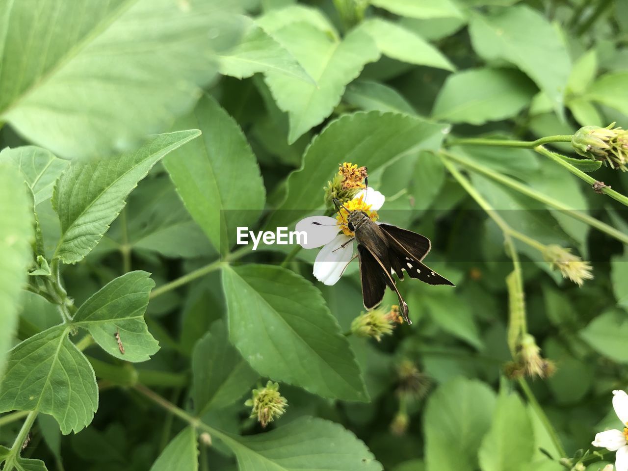 BUTTERFLY POLLINATING ON FLOWER