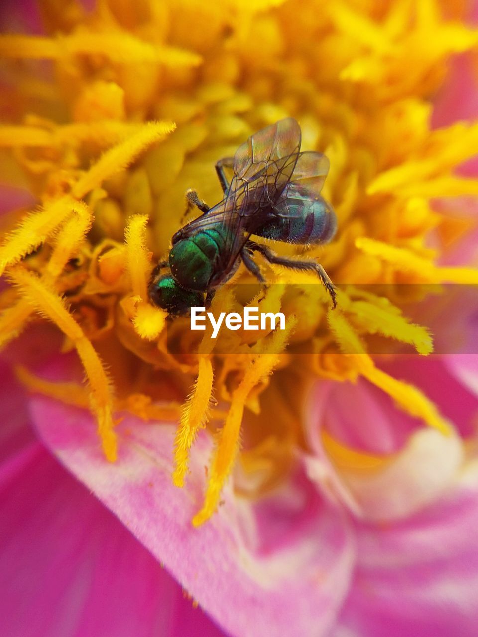 EXTREME CLOSE-UP OF INSECT ON FLOWER