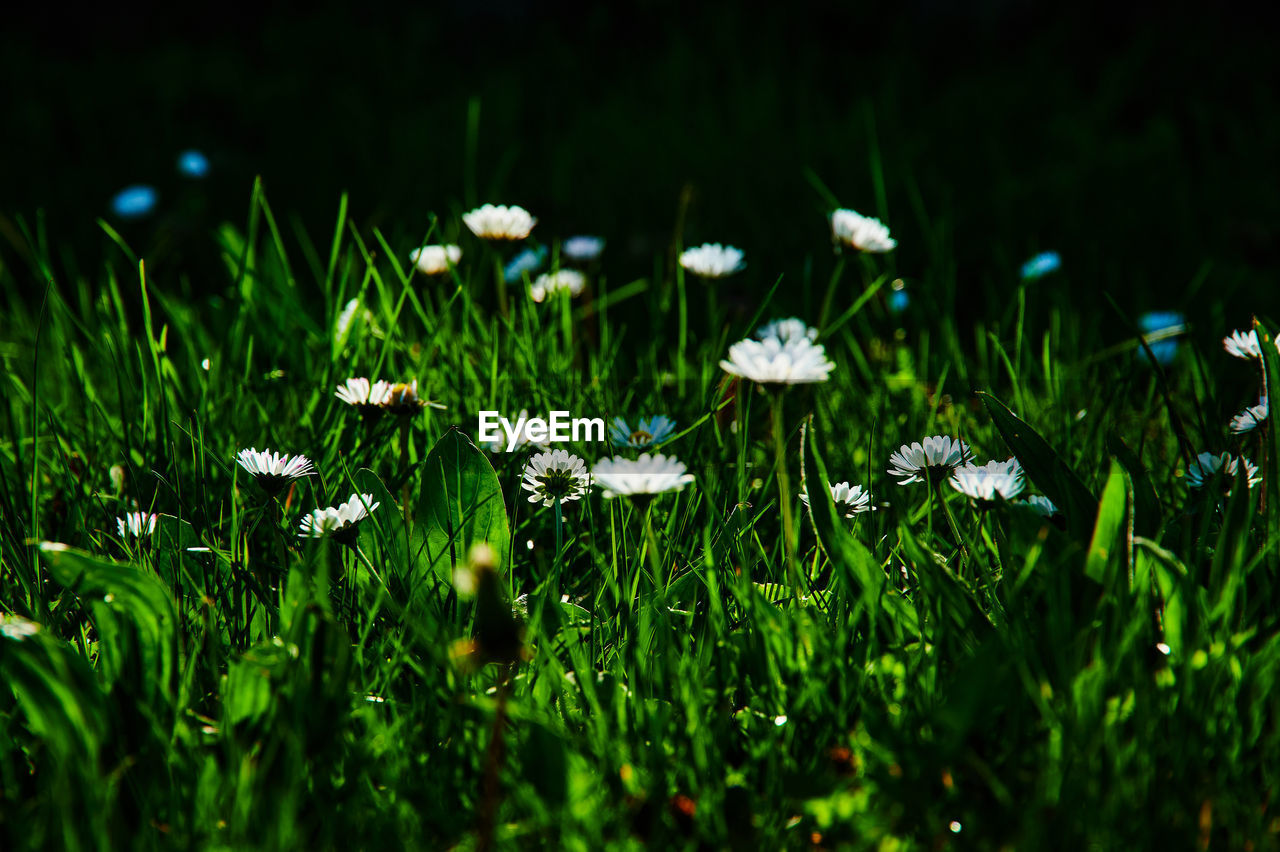 CLOSE-UP OF WHITE FLOWERING PLANTS